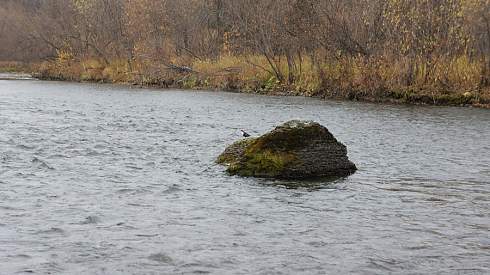 Рыбалка на Лемве (Полярный Урал). Часть первая — туристическая.