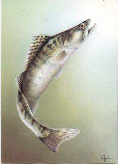 Рыба судак (Sander, Stizostedion, Lucioperca)