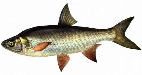 Рыба жерех (aspius aspius)
