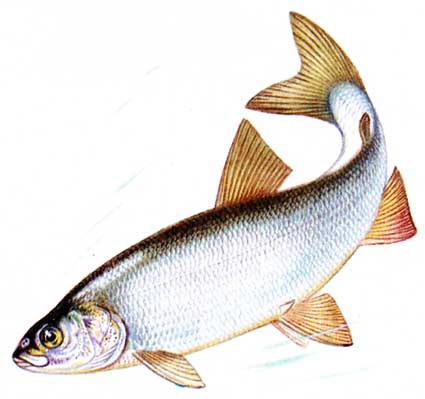 Рыба сиг (Coregonus)