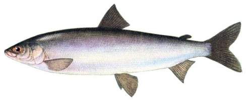 Рыба омуль (Coregonus autumnalis)