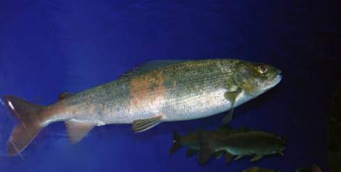 Рыба омуль (Coregonus autumnalis)