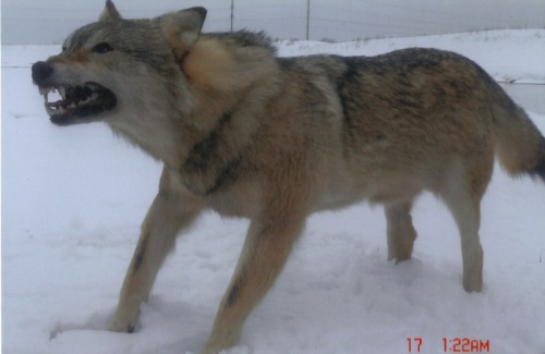 Охота на волка на Урале