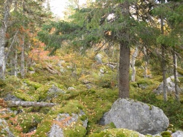 Деревья на камнях