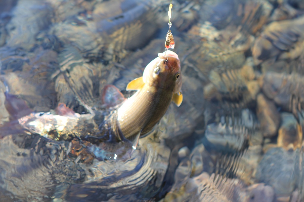 Рыбалка на реке Колва