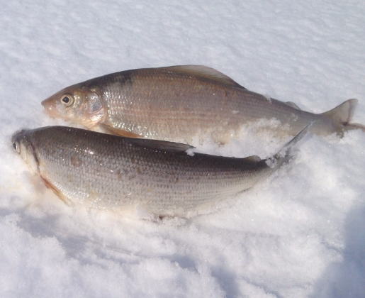Зимняя рыбалка на хариуса в Коми