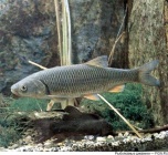 Рыба елец (Squalius leuciscus)