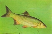 Рыба жерех (aspius aspius)