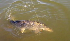 Рыбалка на щуку весной. Первая ловля по открытой воде.