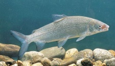 Рыба сиг (Coregonus)