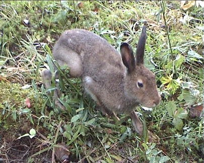Заяц в Вишерском заповеднике