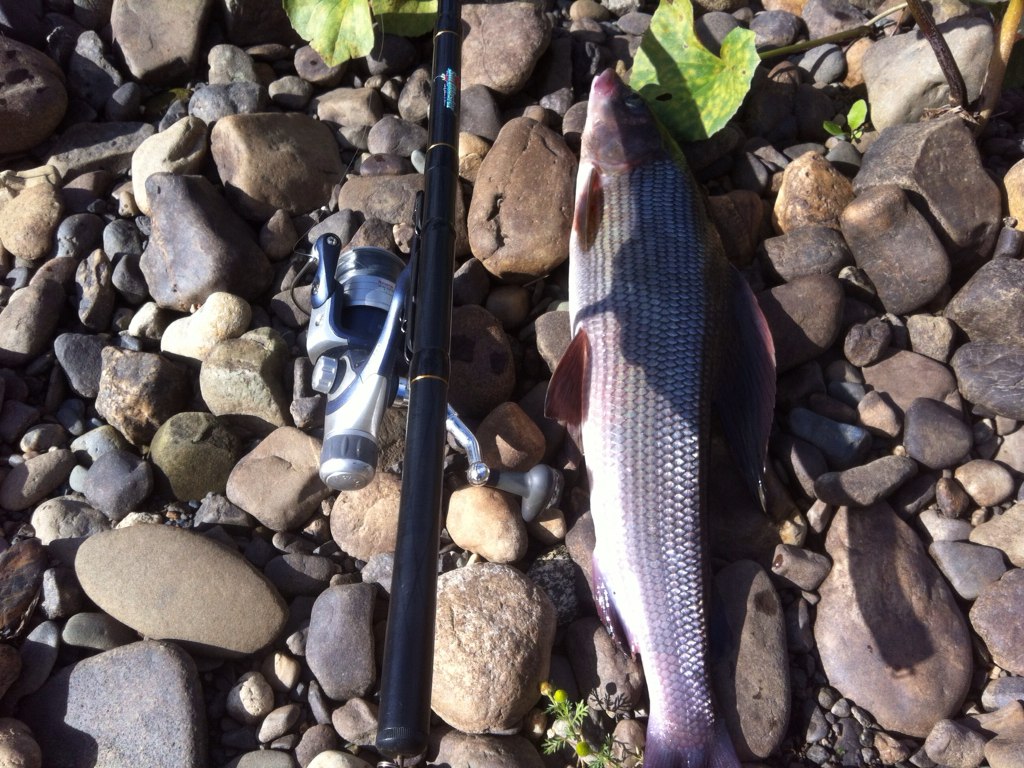 Рыбалка на реке Манья