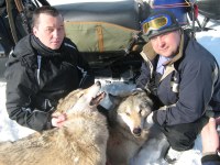 Охота на волка на Урале