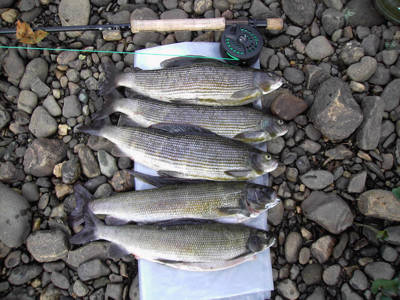 рыбалка таймень на реке вишера