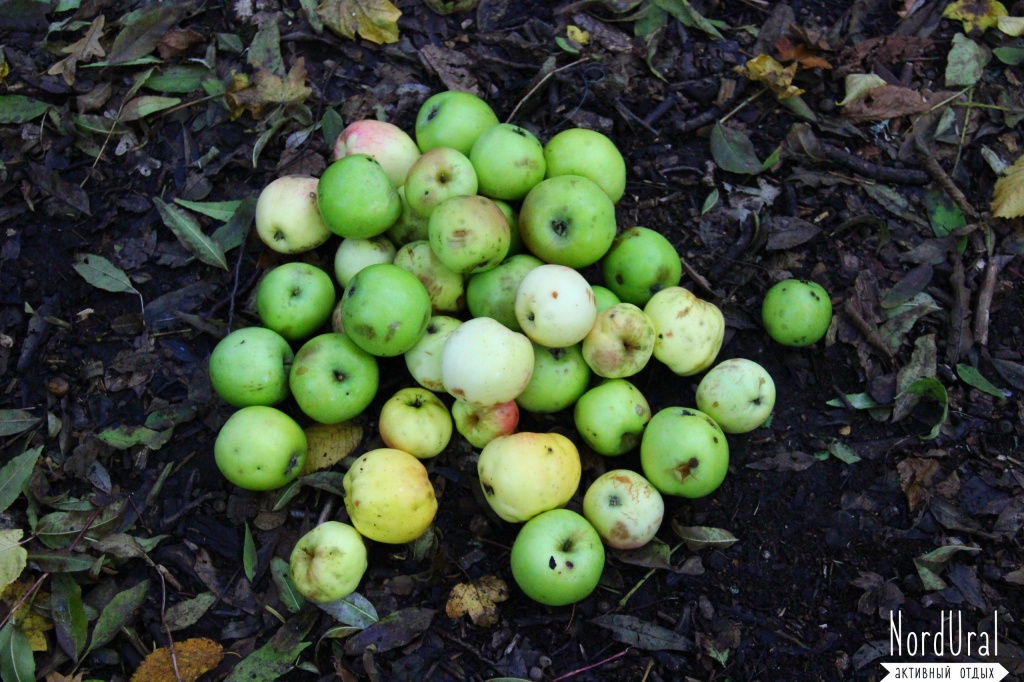 Крымские яблоки во время похода