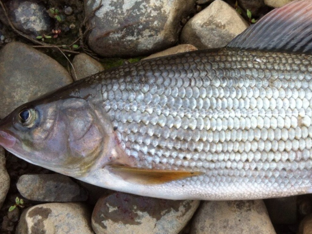 Рыбалка на реке Колва