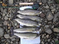 Рыбалка на хариуса на реке Березовой