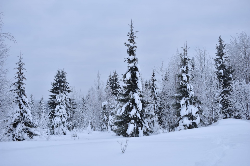 Зимний лес в Гремячинске