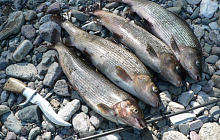 Рыбалка на реке Грубею