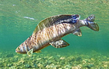 Рыбалка на озере Хэйяхамал