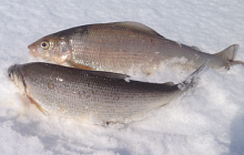 Зимняя рыбалка на хариуса в Коми